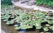 Декоративные болотца