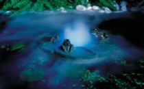 Лягушки в тумане